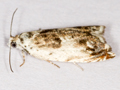 Ancylis laetana
